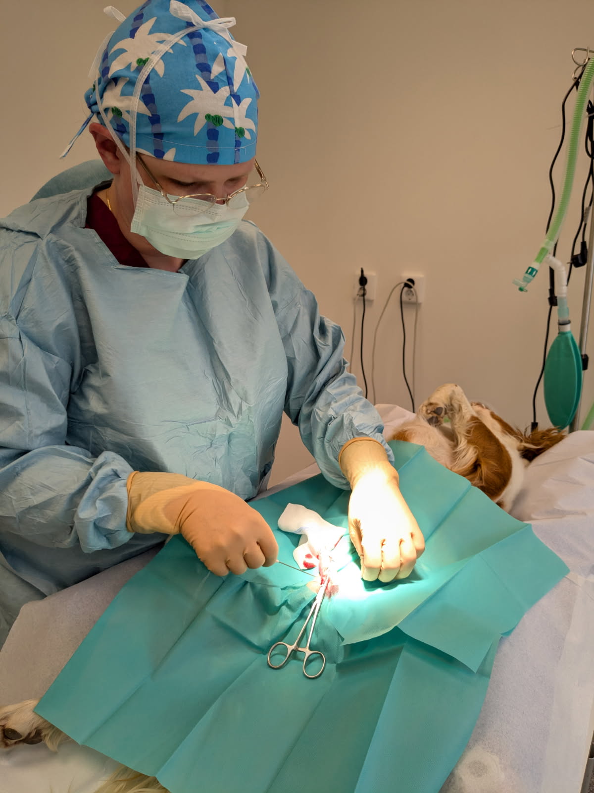 Kastrering av hanhund